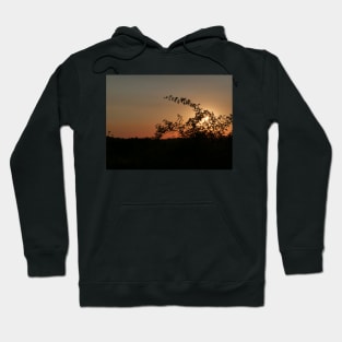 Beautiful sunset on the hill with trees in foreground Hoodie